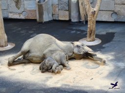 Tiergarten Schönbrunn am 20.10.2025